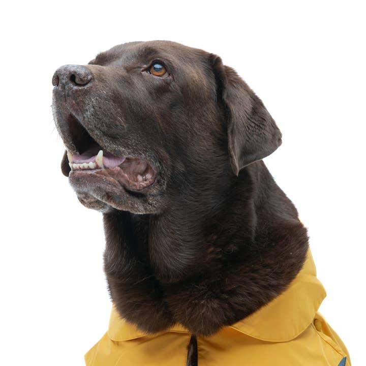United Pets - Wholesale Pet Raincoat - Dog - Save the Duck x United Pets Yellow Dog Coat9