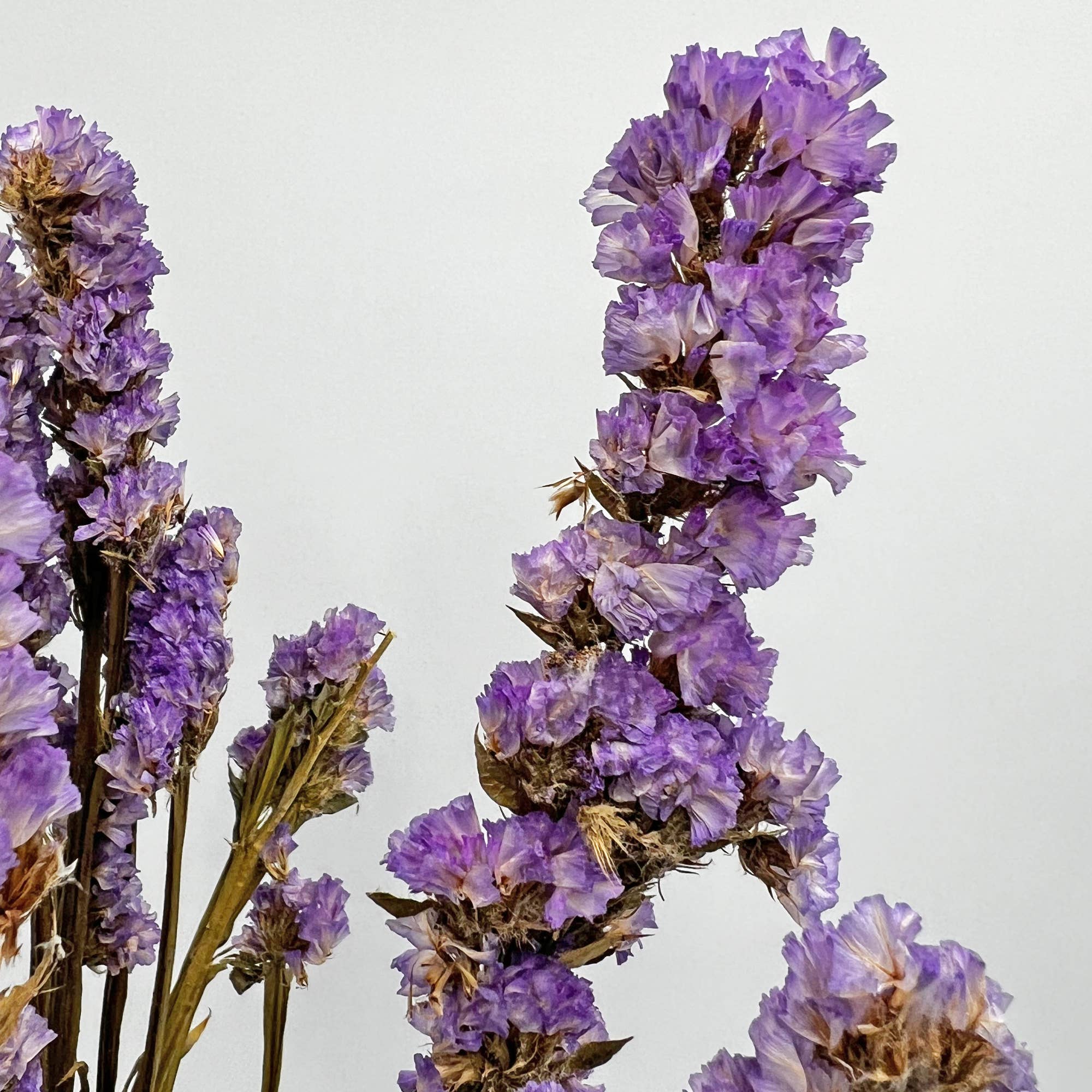 2626 Designs – Flores secas/prensadas por atacado – Ramos de Miosótis Preservados Secos 53 cm Várias Cores2