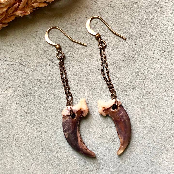 Coyote Claw Earrings, Real Claws, Dangle Earrings, Taxidermy for wholesale by ASTALI