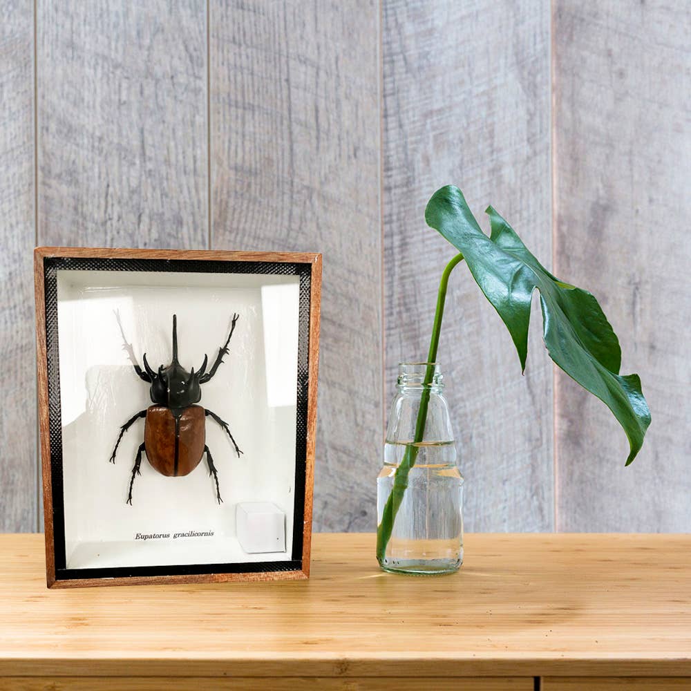 VIE - Wholesale Wall Accent - Framed Insect, Assorted50