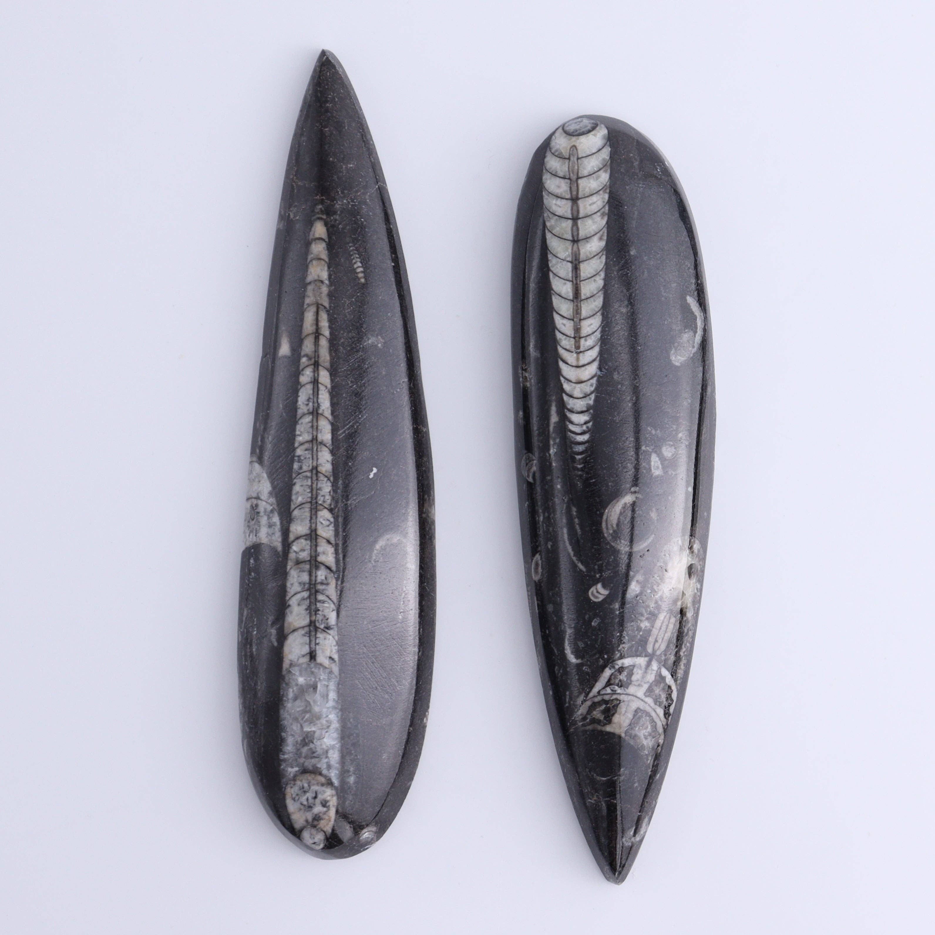 Mi Esperanza Minerals - Wholesale Spiritual Stone/Crystal - Orthoceras Polished Set of 52