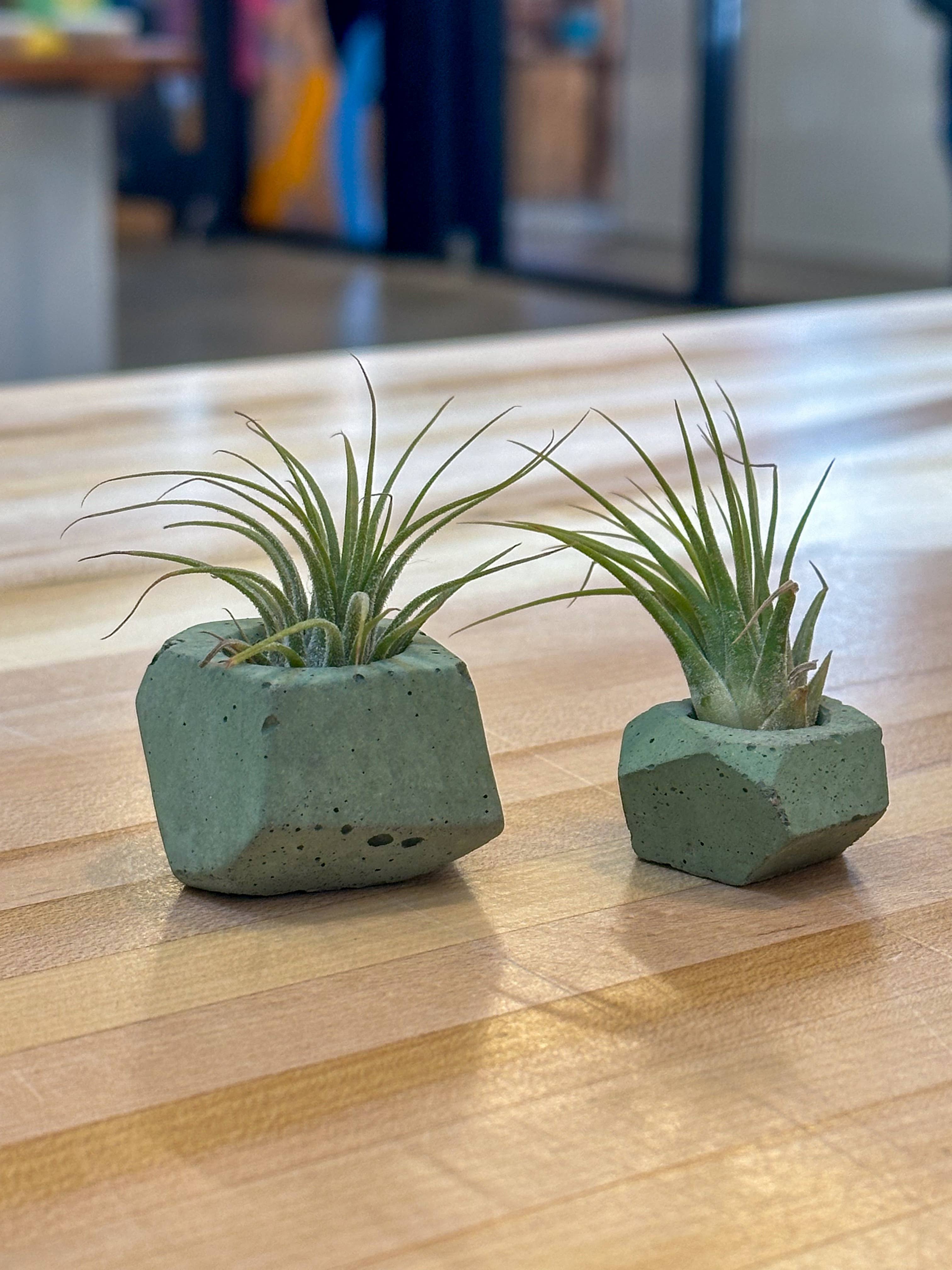 The Plant Supply - Wholesale Plant Pot - Concrete Air Plant Holders (Set of 3) | modern air plant pot0
