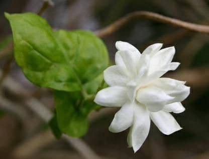 Starlight Wholesale LLC. - Vente Huile parfumée - Pikake