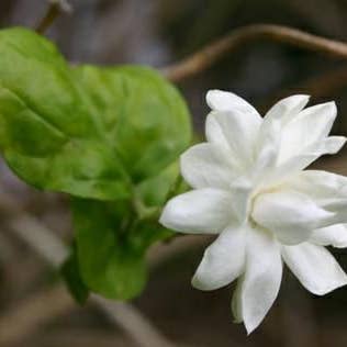 Starlight Wholesale LLC. - Vente Huile parfumée - Pikake0