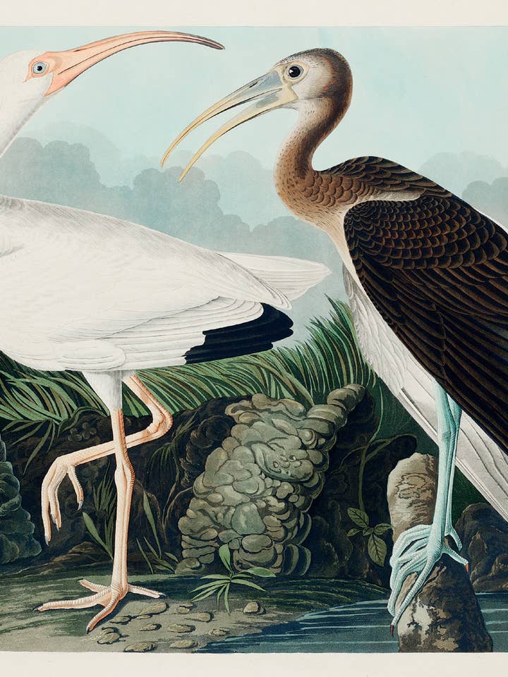 Postcard White Ibis (203397) for wholesale by The Knowledge of Things by Catch Publishing