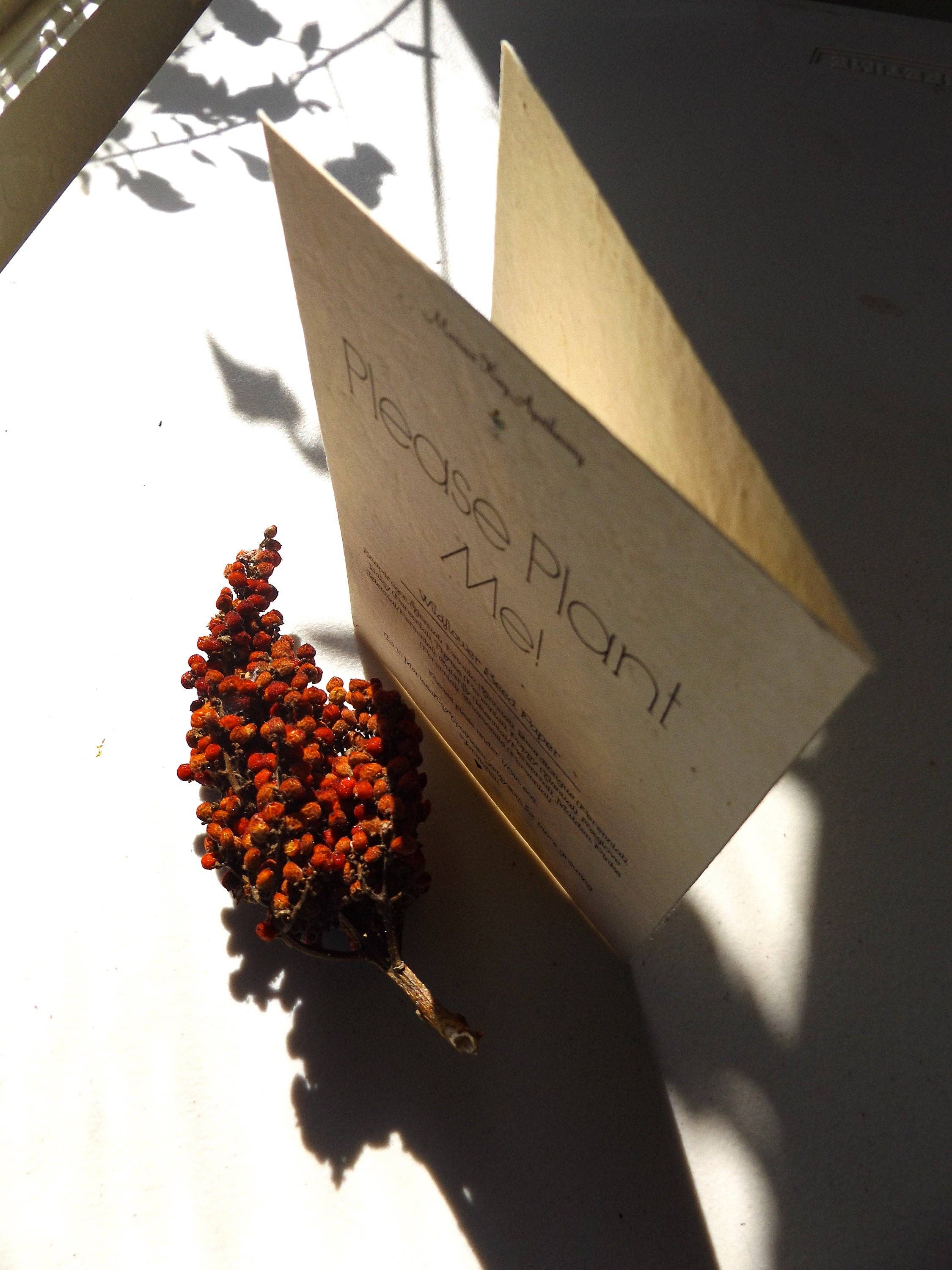 Marissa Kay Co - Wholesale Gewone wenskaart - Zaadpapierkaarten || Blanco of gepersonaliseerd inzetstuk8