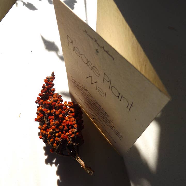 Marissa Kay Co - Wholesale Gewone wenskaart - Zaadpapierkaarten || Blanco of gepersonaliseerd inzetstuk8