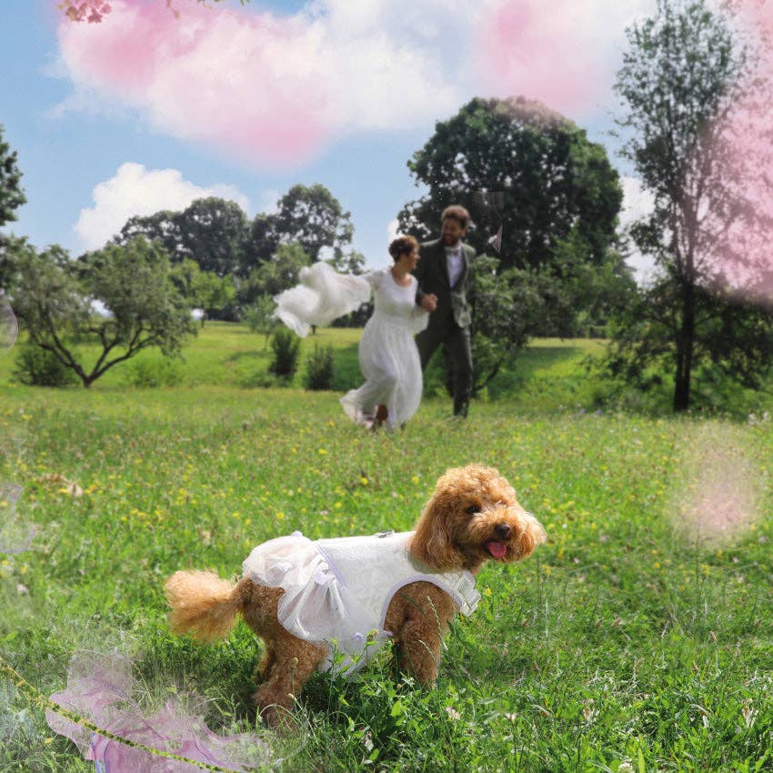 Croci - Wholesale Pet Dress - Dog - Ceremony dog harness - Bride1