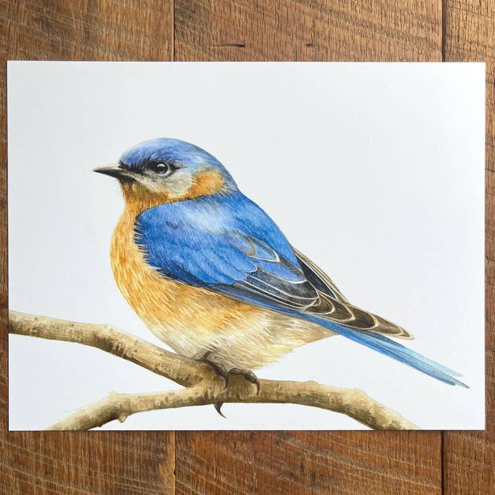 Eastern Bluebird - Watercolor Art Print, 8.5x11 inches for wholesale by Amy Shawley Paquette