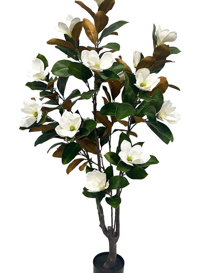 Magnolienpflanze Weiß X16, 150 cm für den Großhandel von Aguilar Málaga