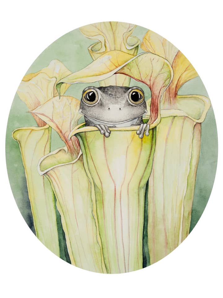 Cope's Grey Tree Frog In Pitcher Plant Giclee Print for wholesale by Katie Crawford Art