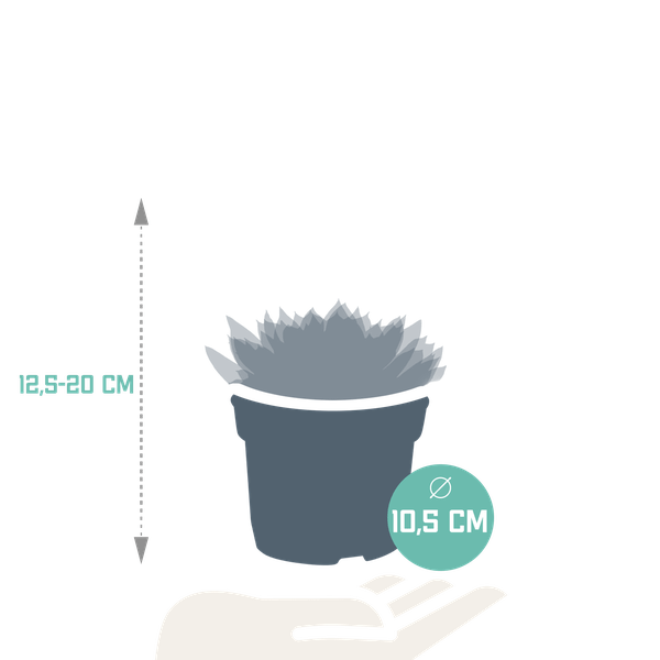 Oasis of Life - Wholesale Vetplant - Steenroos Echeveria Mix – 3 Planten Ø10,5cm – Kleurrijke Vetplanten-Kamerplanten – Onderhoudsvriendelijk & decoratief – Direct van de kweker1