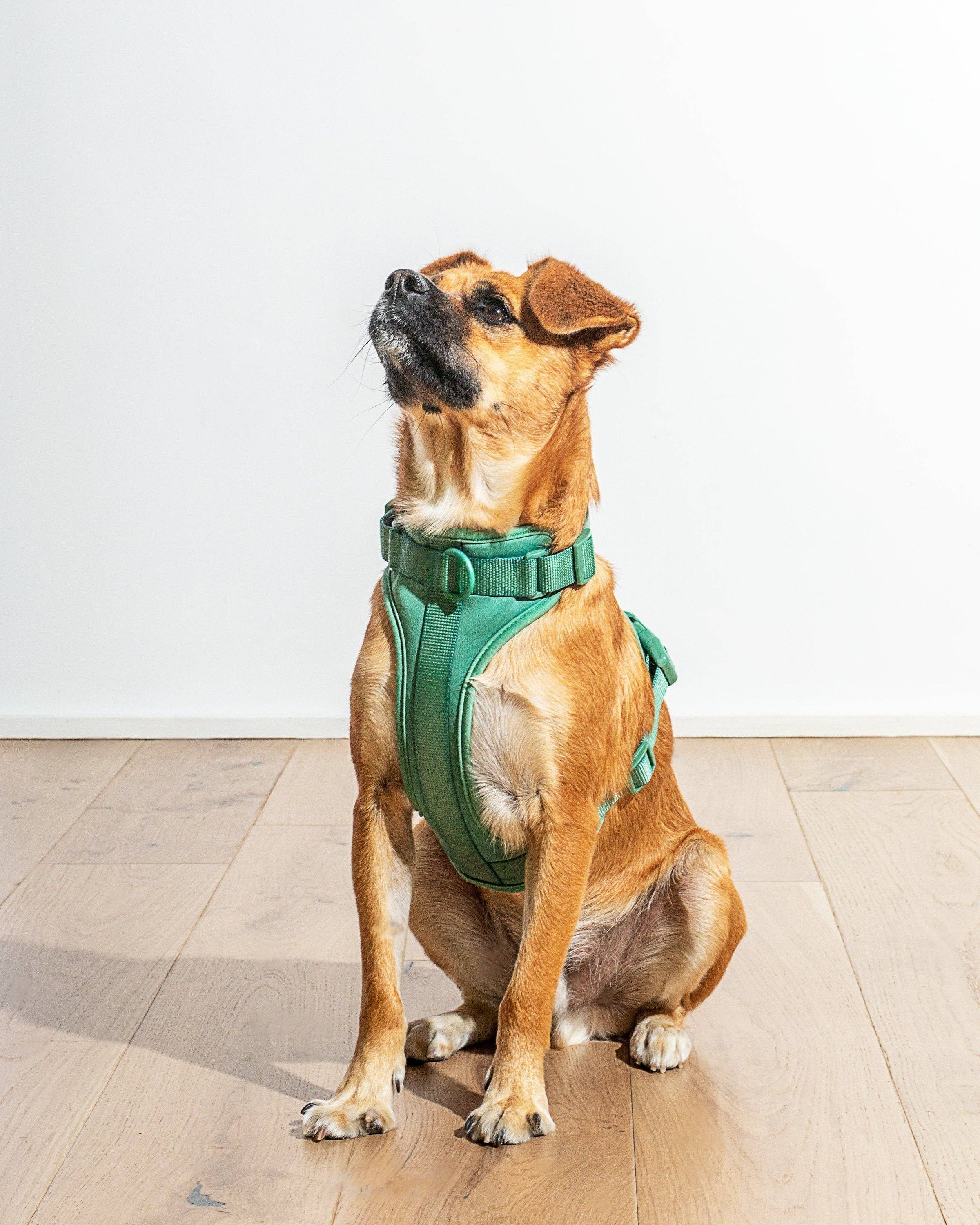 Wild One - Wholesale Pet Harness - Dog - Harness13