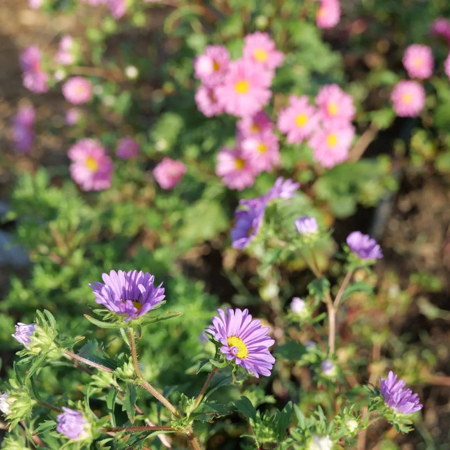 Geocakes - Wholesale Plant Seeds - Single petal Queen Daisy seeds - Organic1