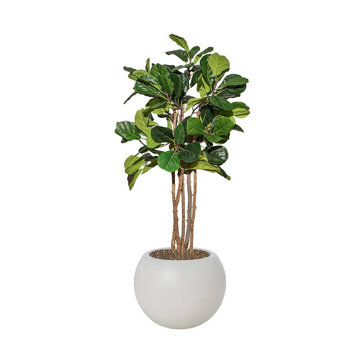 Figuier artificiel à feuilles de violon de 68,75 pouces dans une jardinière blanche pour la vente par Vintage Home