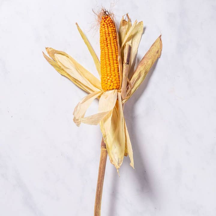 Decorative Maize Cobs or 'Maize' for wholesale by Castle Farm Kent