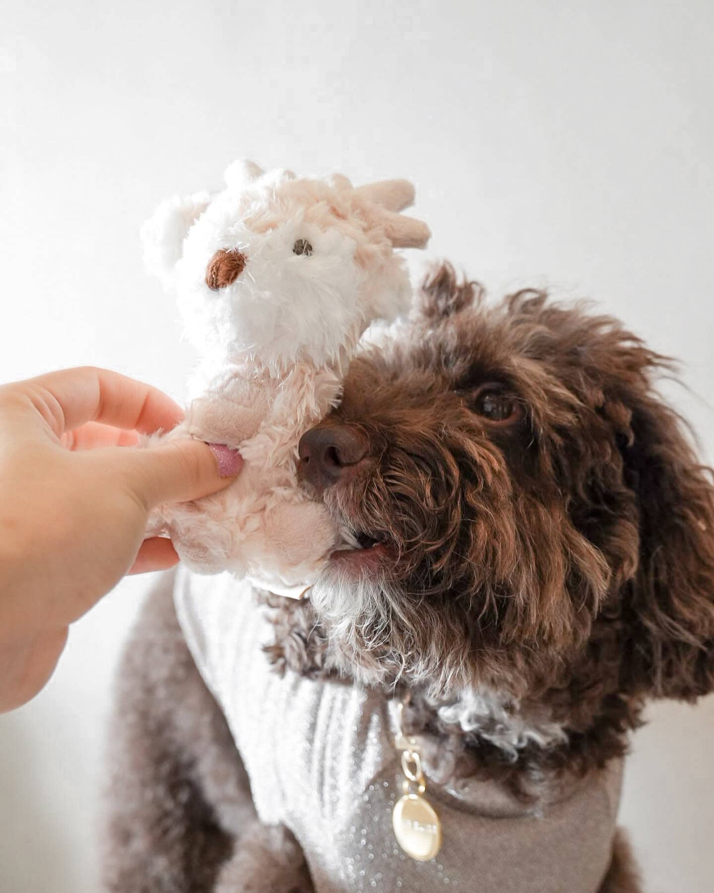 Fur Elise Pets - Wholesale Pet Plush Toy - Dog - Koko Mini Plushie4