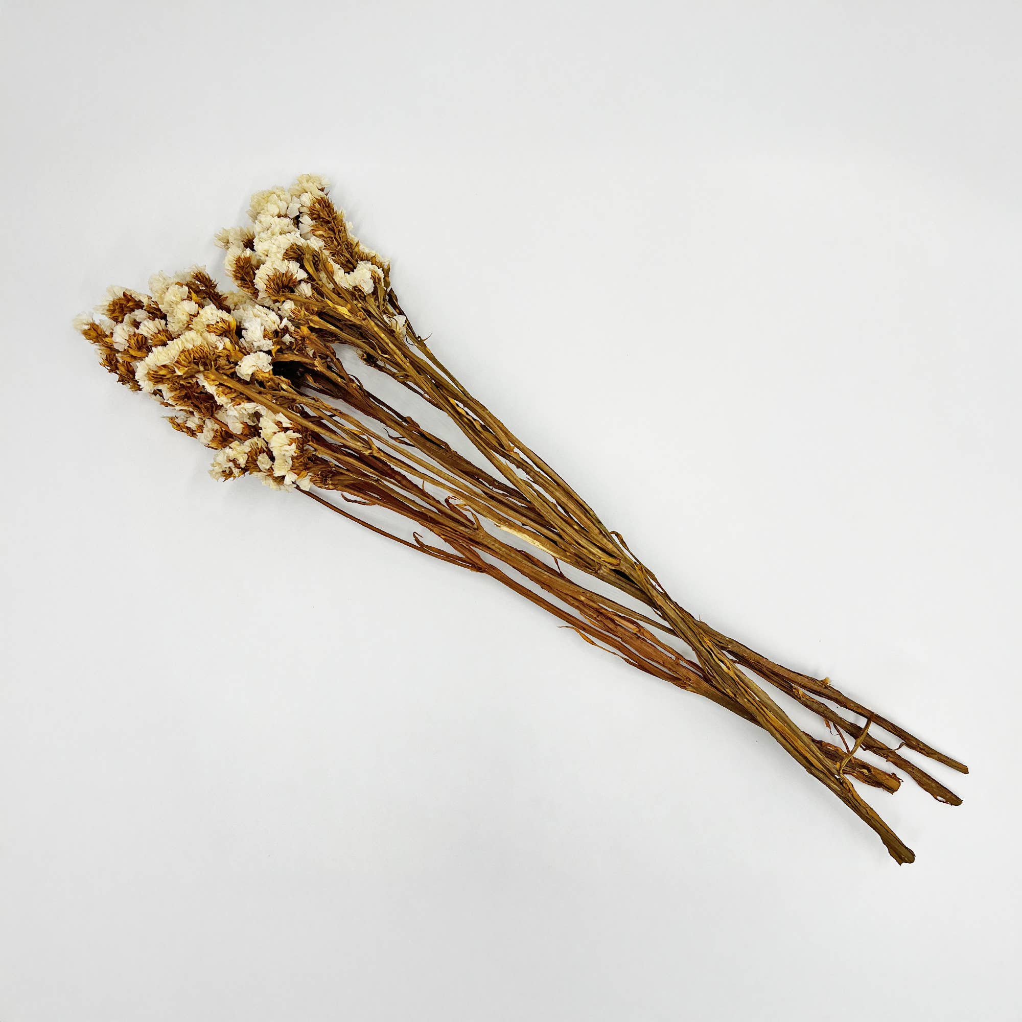 2626 Designs – Flores secas/prensadas por atacado – Ramos de Miosótis Preservados Secos 53 cm Várias Cores11