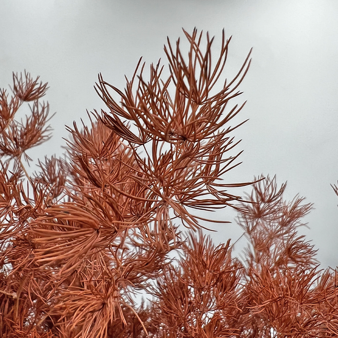 2626 Designs - Venta al por mayor Flores secas/prensadas - Helecho Espárrago Preservado, de 30 a 50 cm de largo2