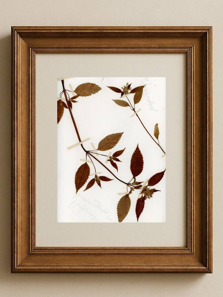 Herbier de Provence: Galeopsis tetrahit (Ortiga muerta) para venta al por mayor de Gabi Brown Art