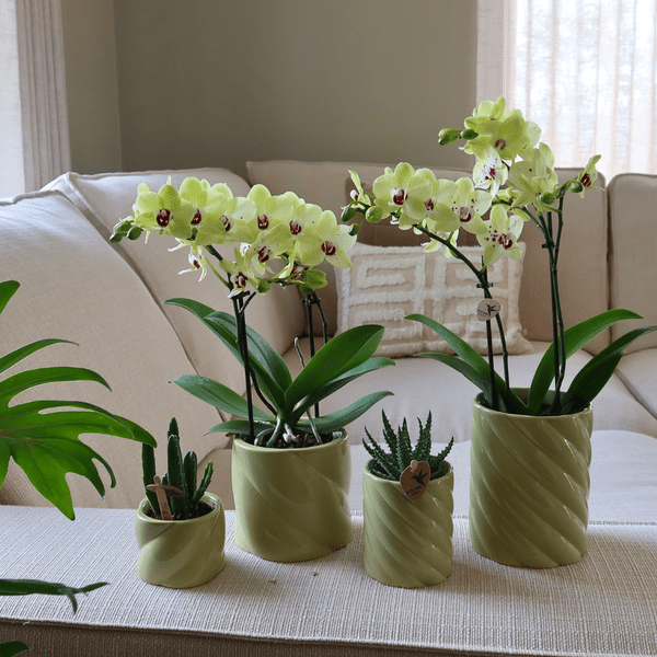 Oasis of Life - Vendita all'ingrosso Vasi per piante - Candy Vaso Decorativo – Alto – Verde – Ø6cm – Moderno Vaso in Ceramica in Colore Fresco – Elegante Vaso per Piante da Interno e Orchidee – Vaso Decorativo in Ceramica1