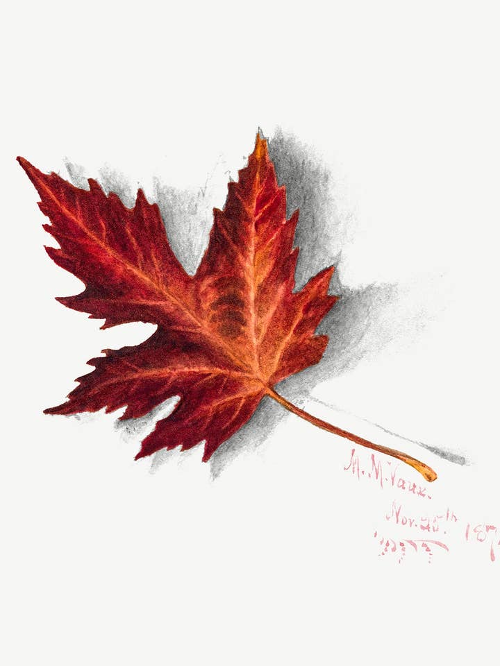 Botanisk växtillustration - Höstlöv för wholesale av Keep Calm Collection