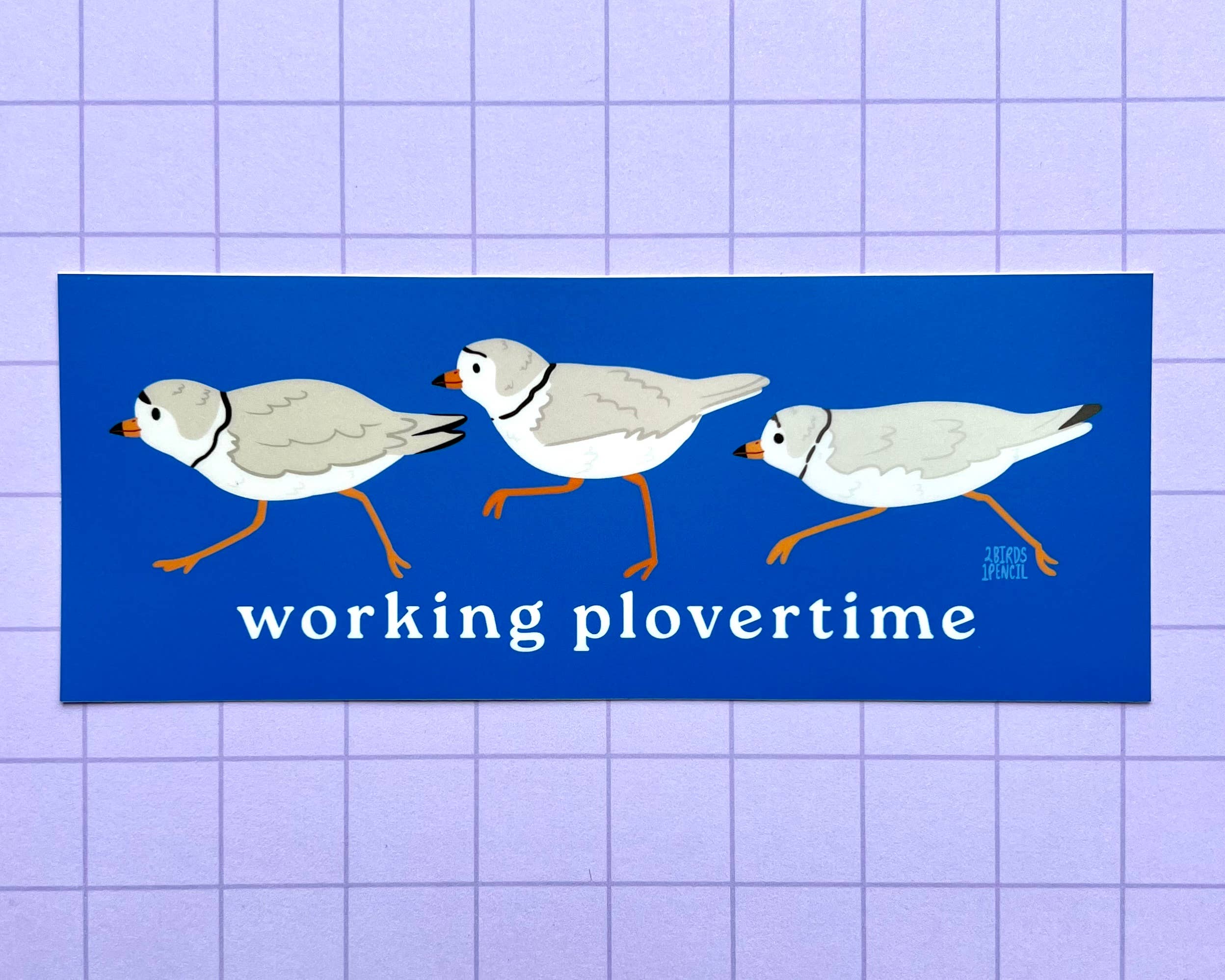 2Birds1Pencil Illustrations - Wholesale Sticker - Working Plovertime Piping Plover Bumper Sticker0