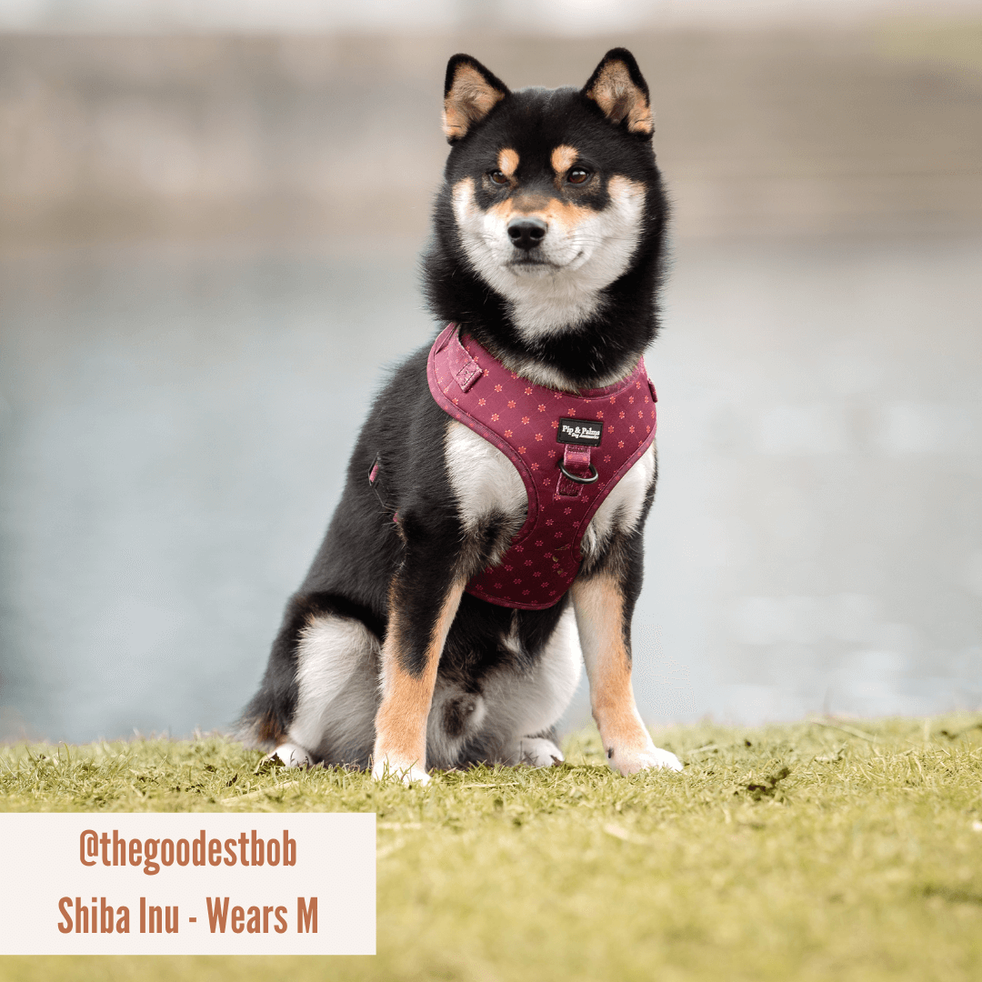 Pip and Palms - Wholesale Pet Harness - Dog - Dog Harness Burgundy Best3