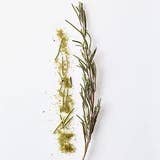 La Boîte - Wholesale Gedroogde kruiden - Rozemarijn - pijnboom, salie, peperkruid1