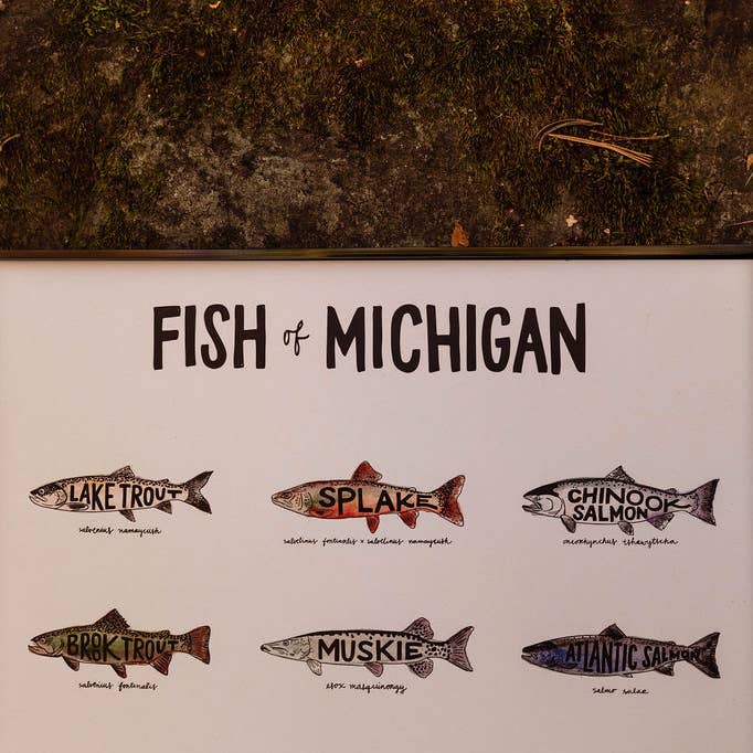 Home Squirrel - Wholesale Art Print - Fish of Michigan Watercolor Print4