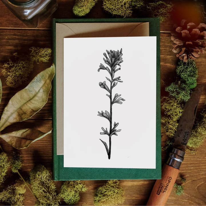 Indian Paintbrush - Greeting Card for wholesale by Brittany Finch Art
