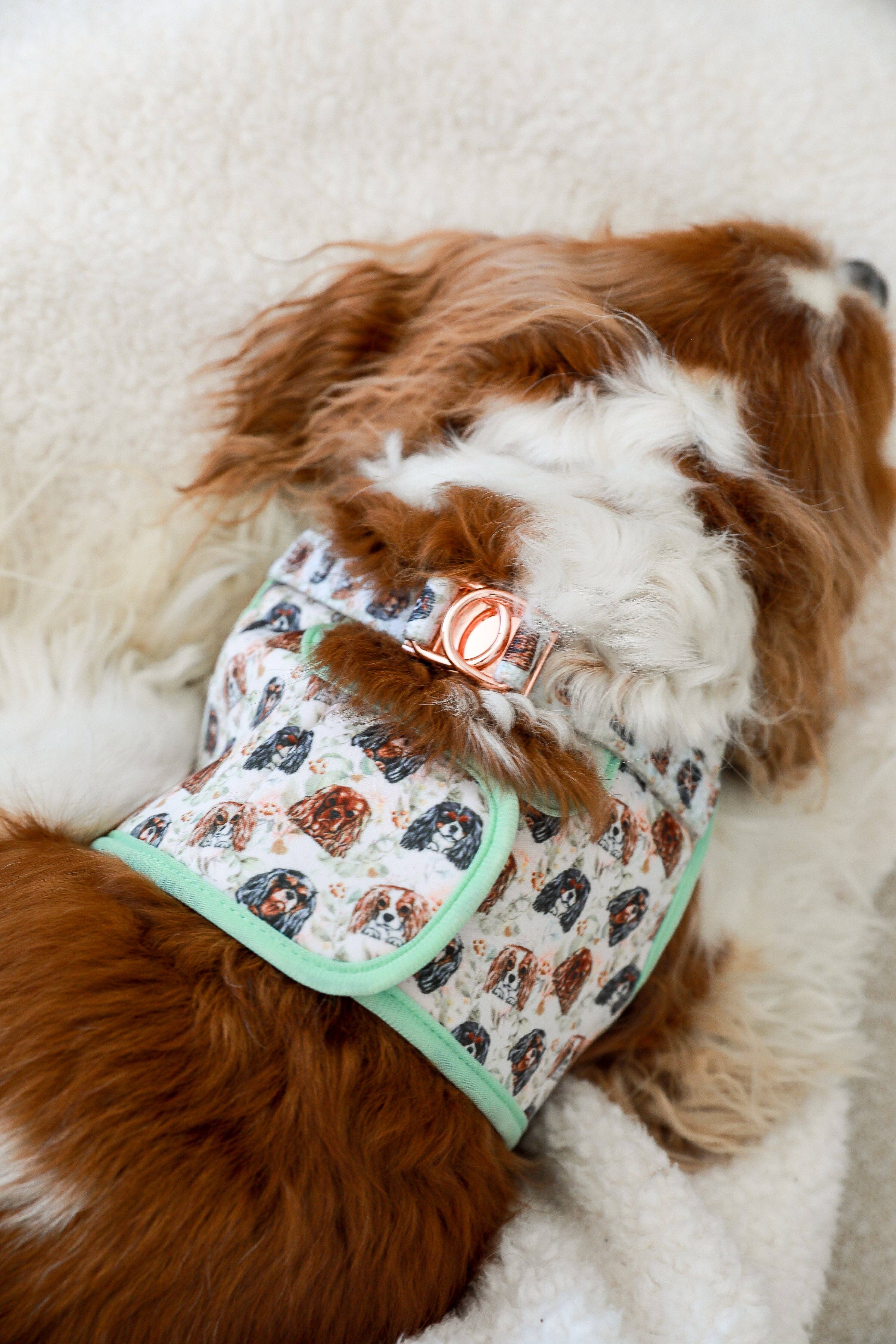 Cavology - Vendita all'ingrosso Pettorina - Cani - PETTORINA PER CANI STEP IN - Cavalier King Charles Spaniel6