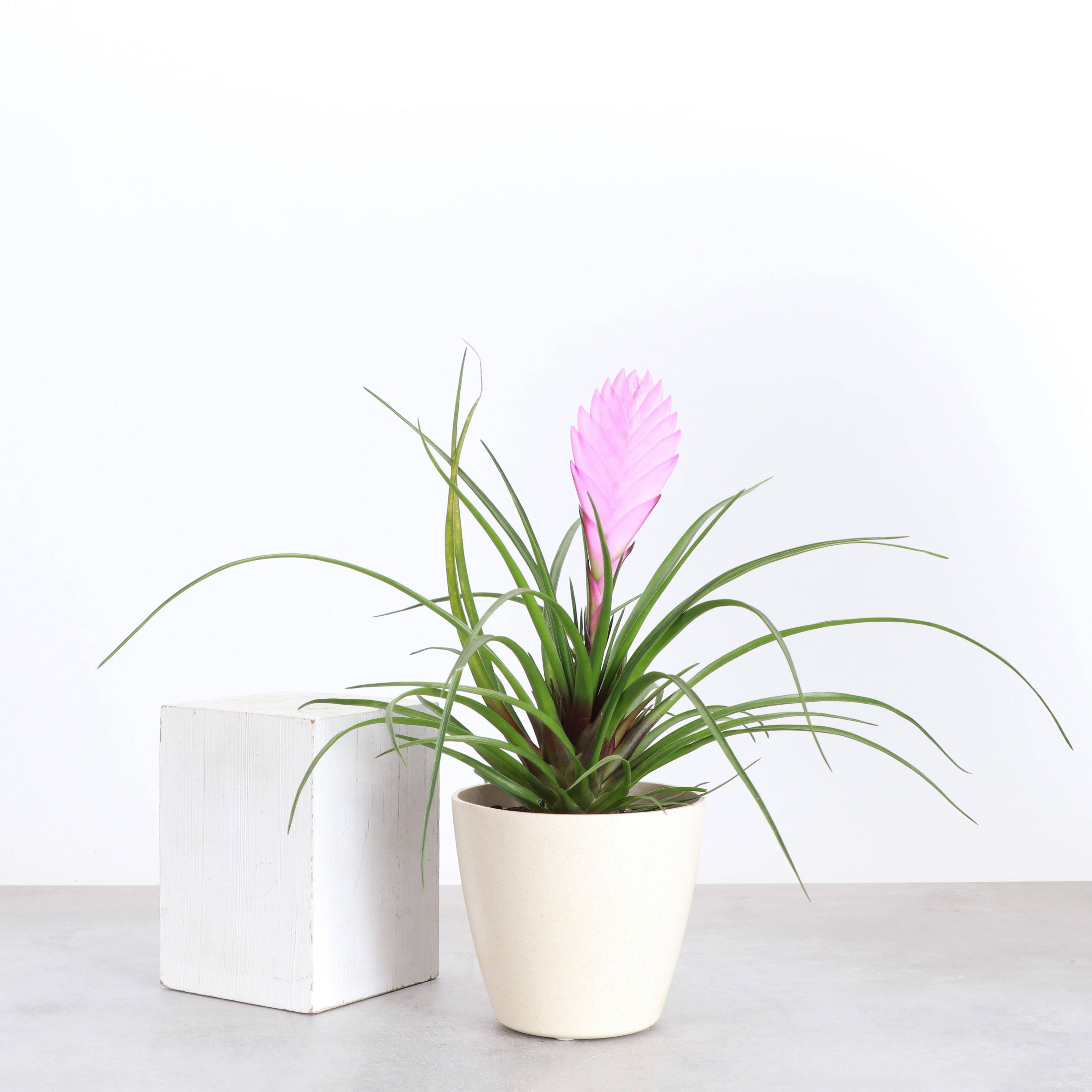 Thorsen's Greenhouse - Wholesale Live Plant - Pink Quill Bromeliad - 4" Live Plant6