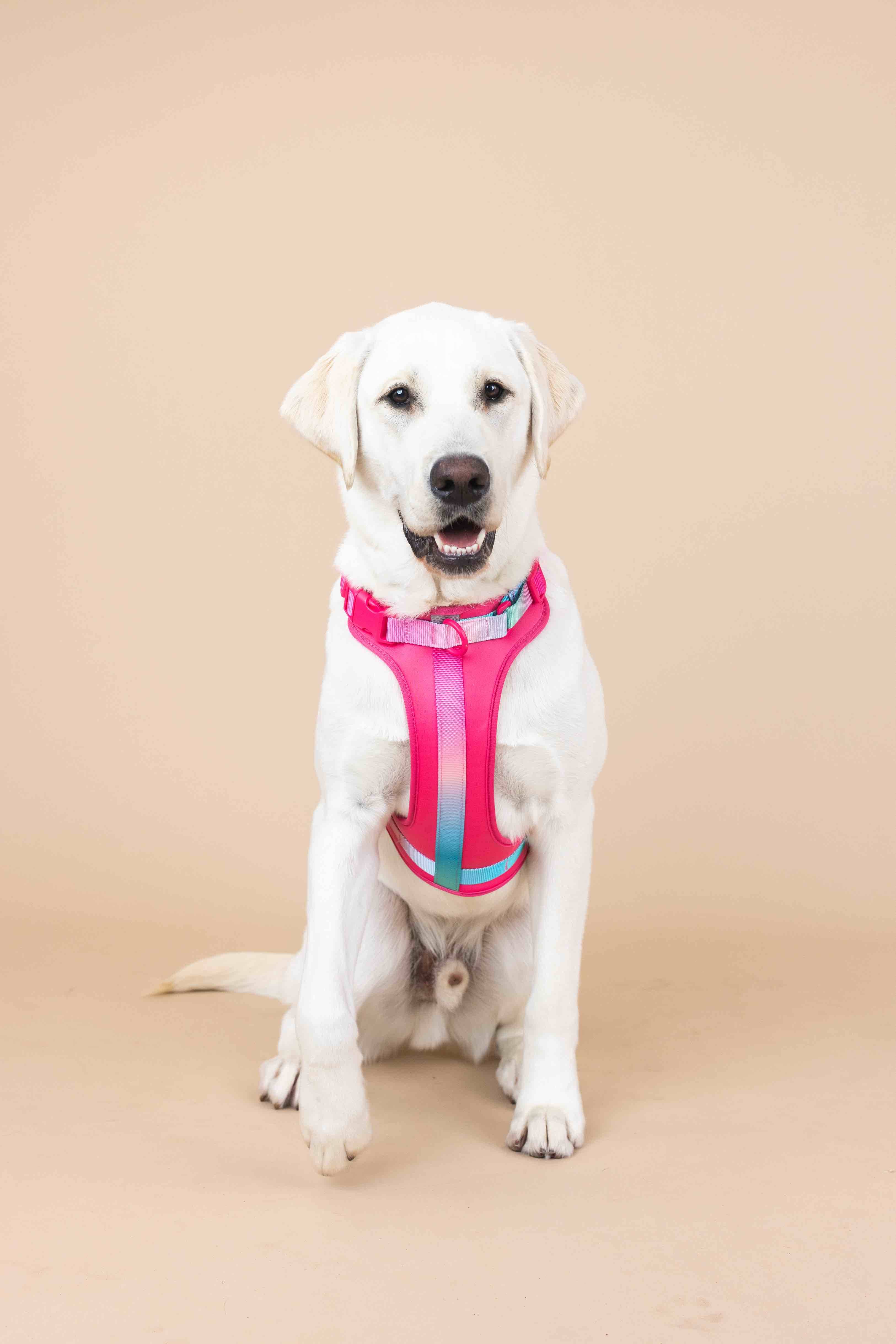 Pink Papyrus | Premium, Durable, & Stylish Dog Products - Wholesale Tuig voor huisdieren - Hond - Stasia hondenharnas | No pull hondenharnas in roze6