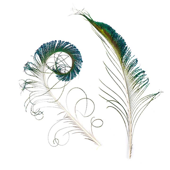 Zucker Feather Products – Engroshandel Fjer – Naturlige Påfuglefjer - Sværdsfjer