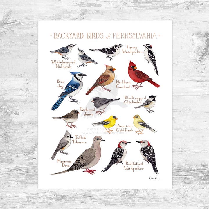 Pennsylvania 8x10 Backyard Birds Field Guide Art Print for wholesale by Kate Dolamore Art