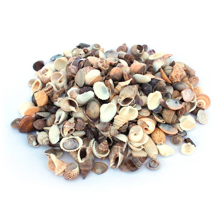 California Seashell Company - Wholesale Decorative Tabletop Object - Small Philippine Seashell Mix - Bulk Shells - 1 kg