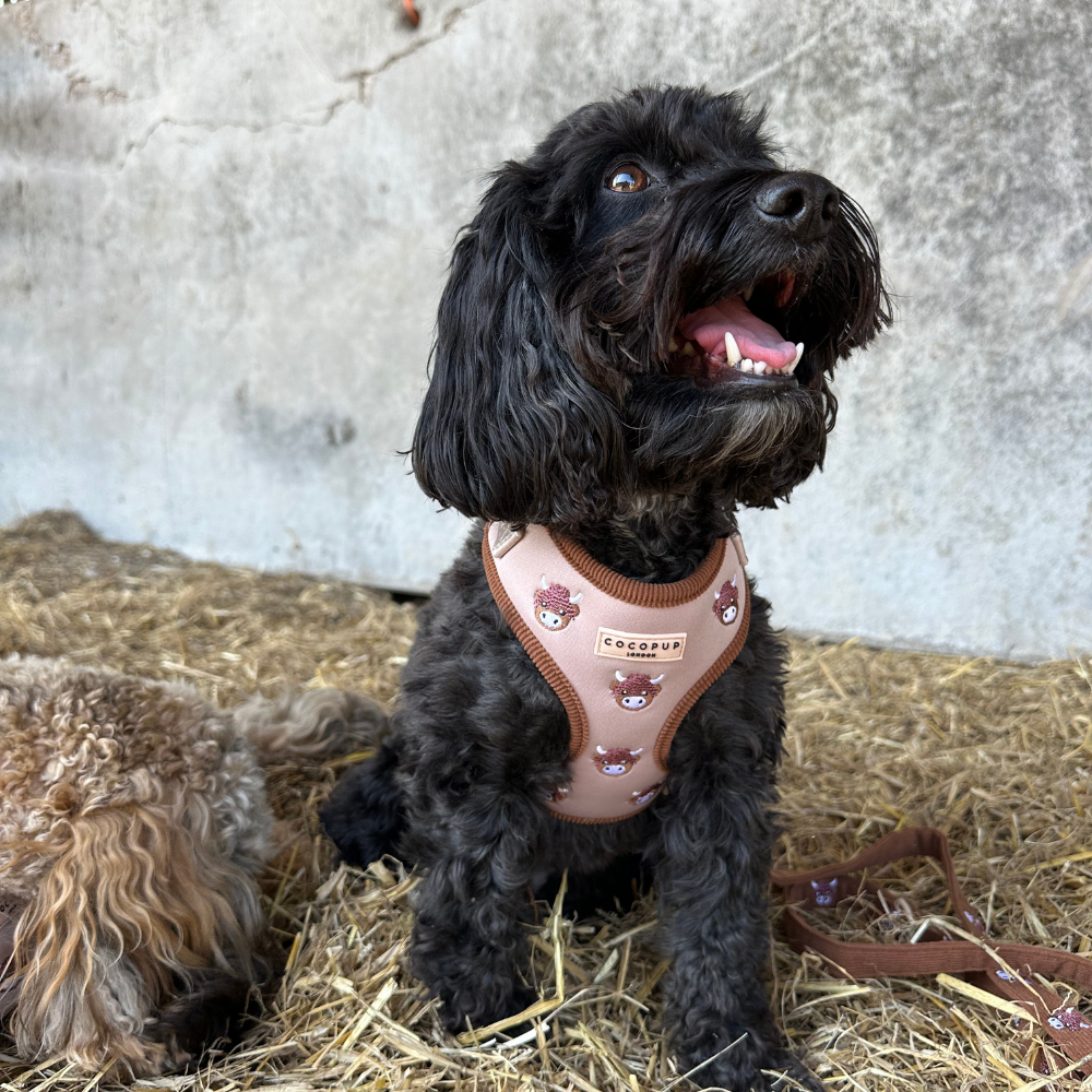 Cocopup London - Wholesale Pet Harness - Dog - Harold the Highland Cow Adjustable Neck HARNESS5