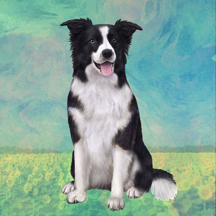 Border 2024 collie coasters