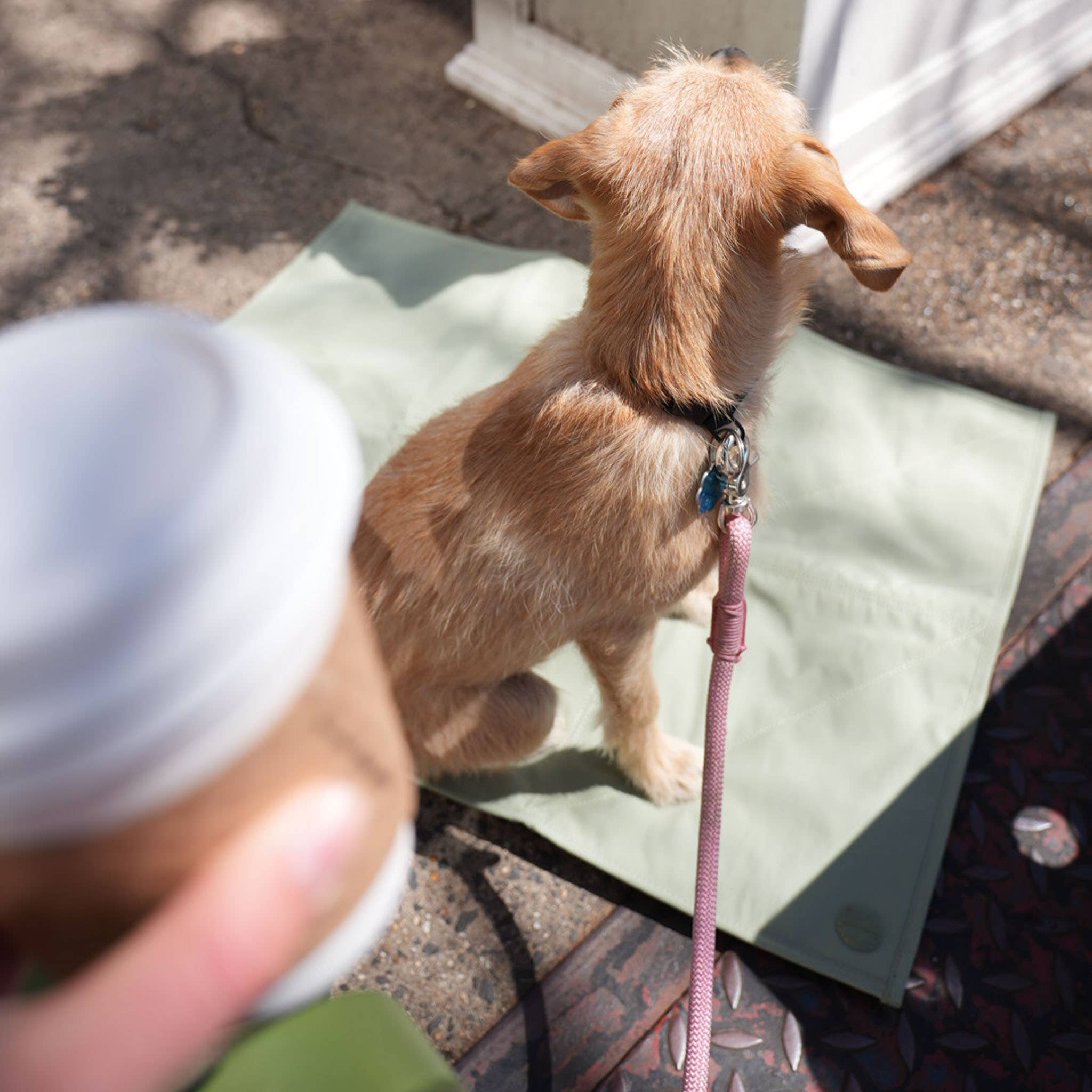Pups & Bubs - Wholesale Pet Travel Bowl - Dog - Jouir Pet Travel Mat | Non-slip, Light-weight, Foldable10