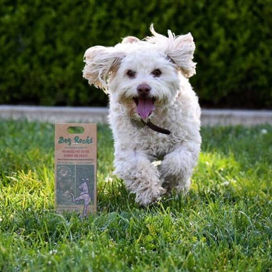 BeLoved, Natural Dog Grooming Products. - Wholesale Pet Supplement - Dog - Dog Rocks - Stop pet urine burns on grass...naturally!9
