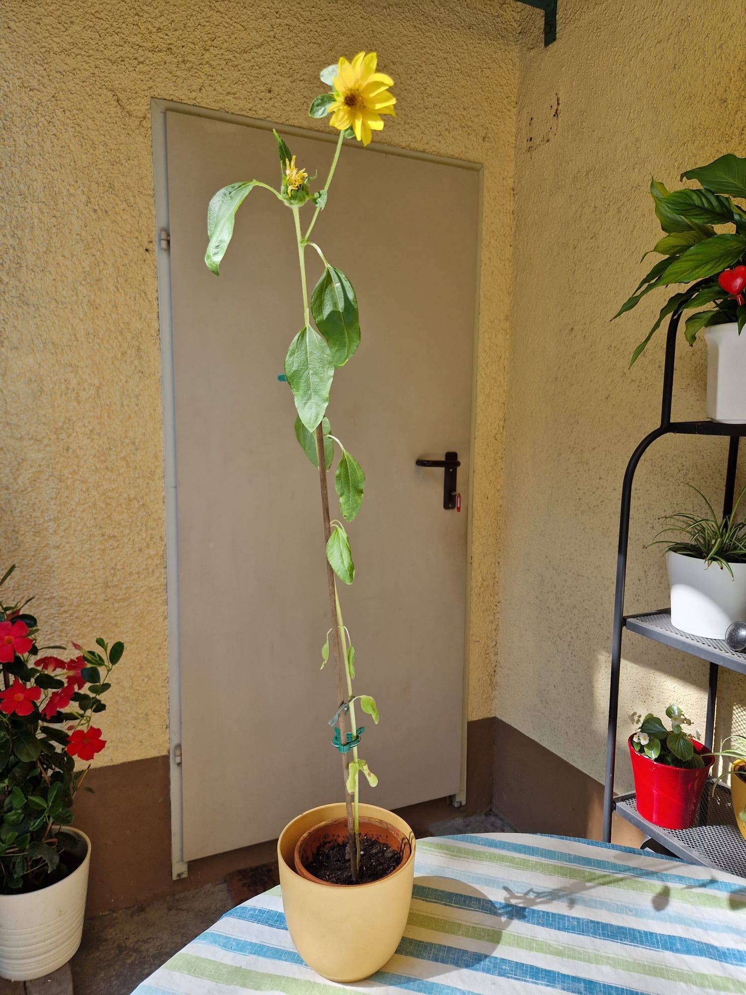 Sprigbox - Wholesale Plant Seeds - Sunflower Grow Kit | Flower Garden Gift | Wooden Planter Box6