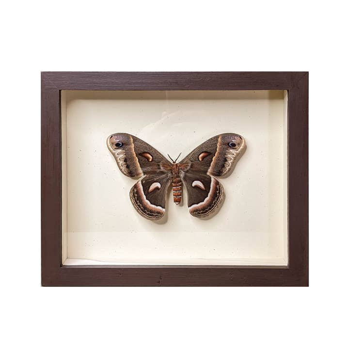 Cecropia Moth Shadowbox for wholesale by Green Beetle Shop