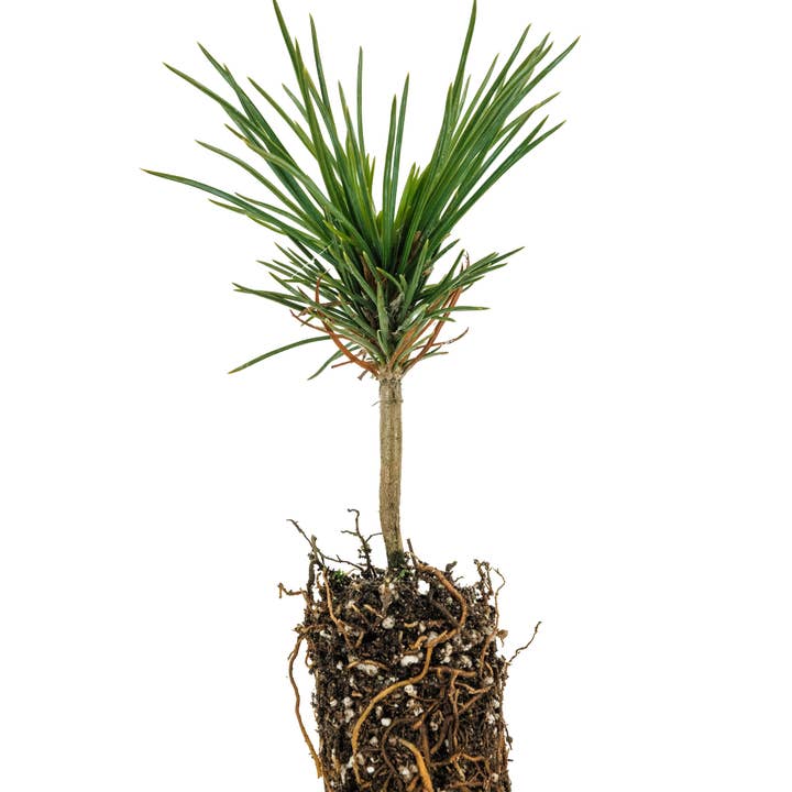 The Jonsteen Company - Wholesale Live Plant - Bonsai Starter | Packaged Live Tree1