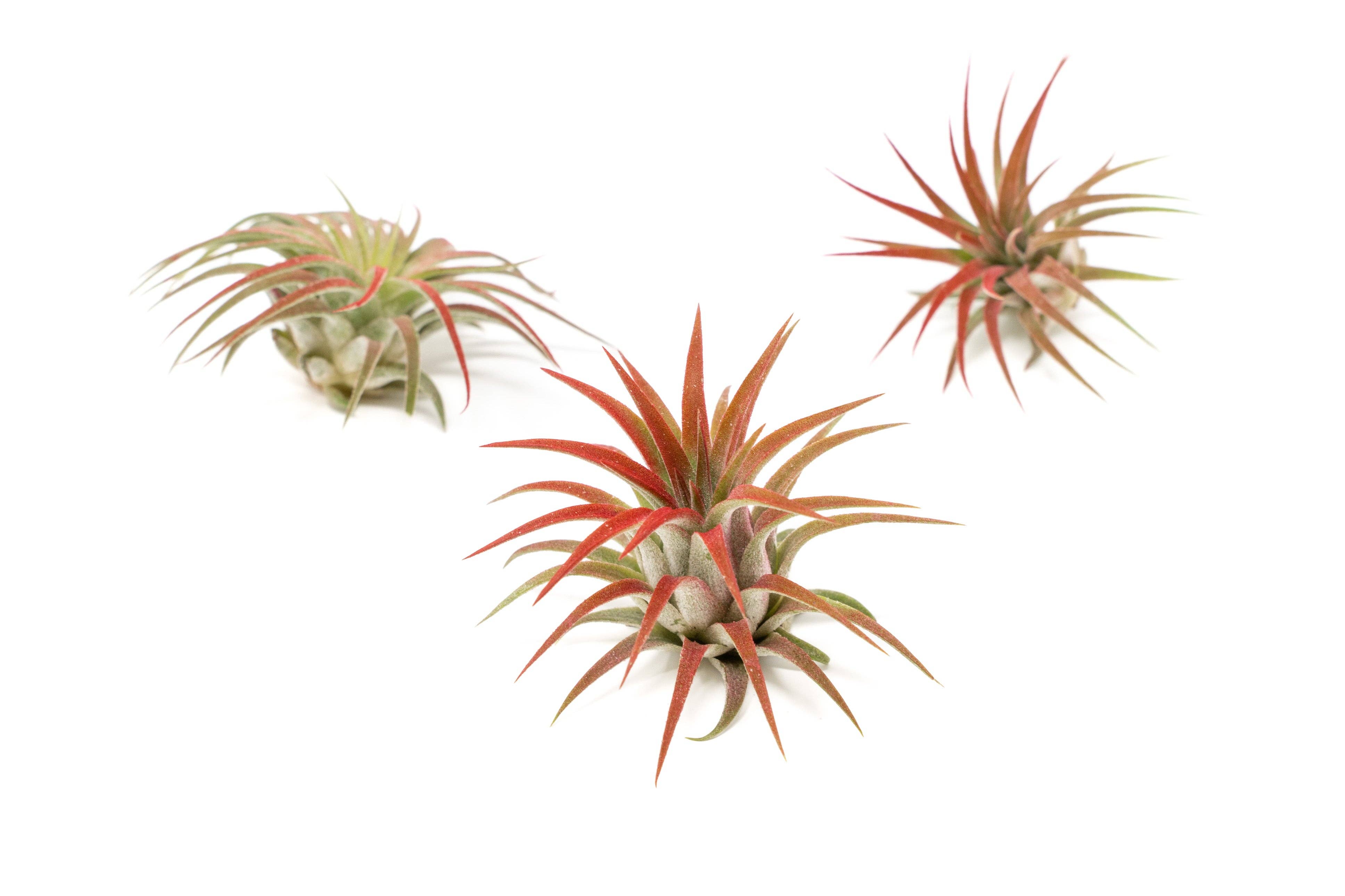 Air Plant Shop - Wholesale Live Plant - Color Enhanced Tillandsia Ionantha Rubra Air Plants26