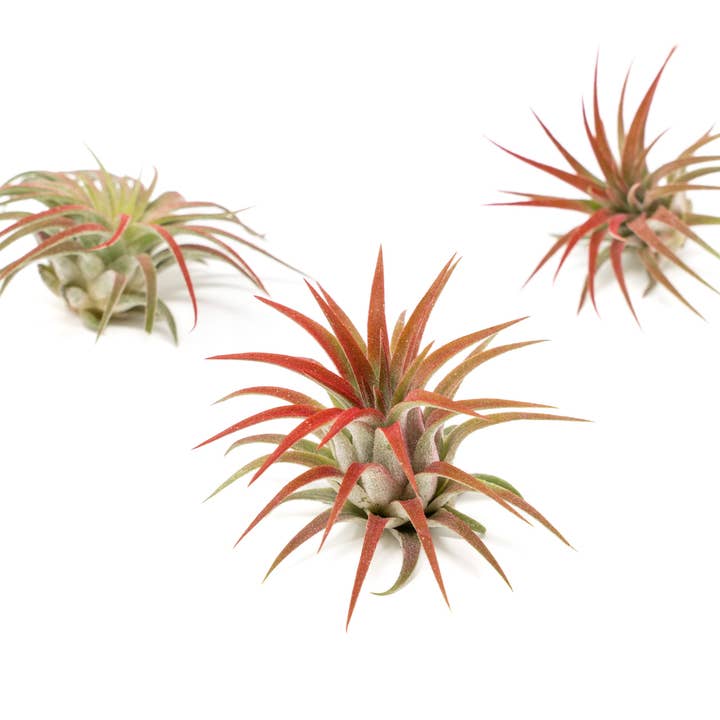 Air Plant Shop - Wholesale Live Plant - Color Enhanced Tillandsia Ionantha Rubra Air Plants26