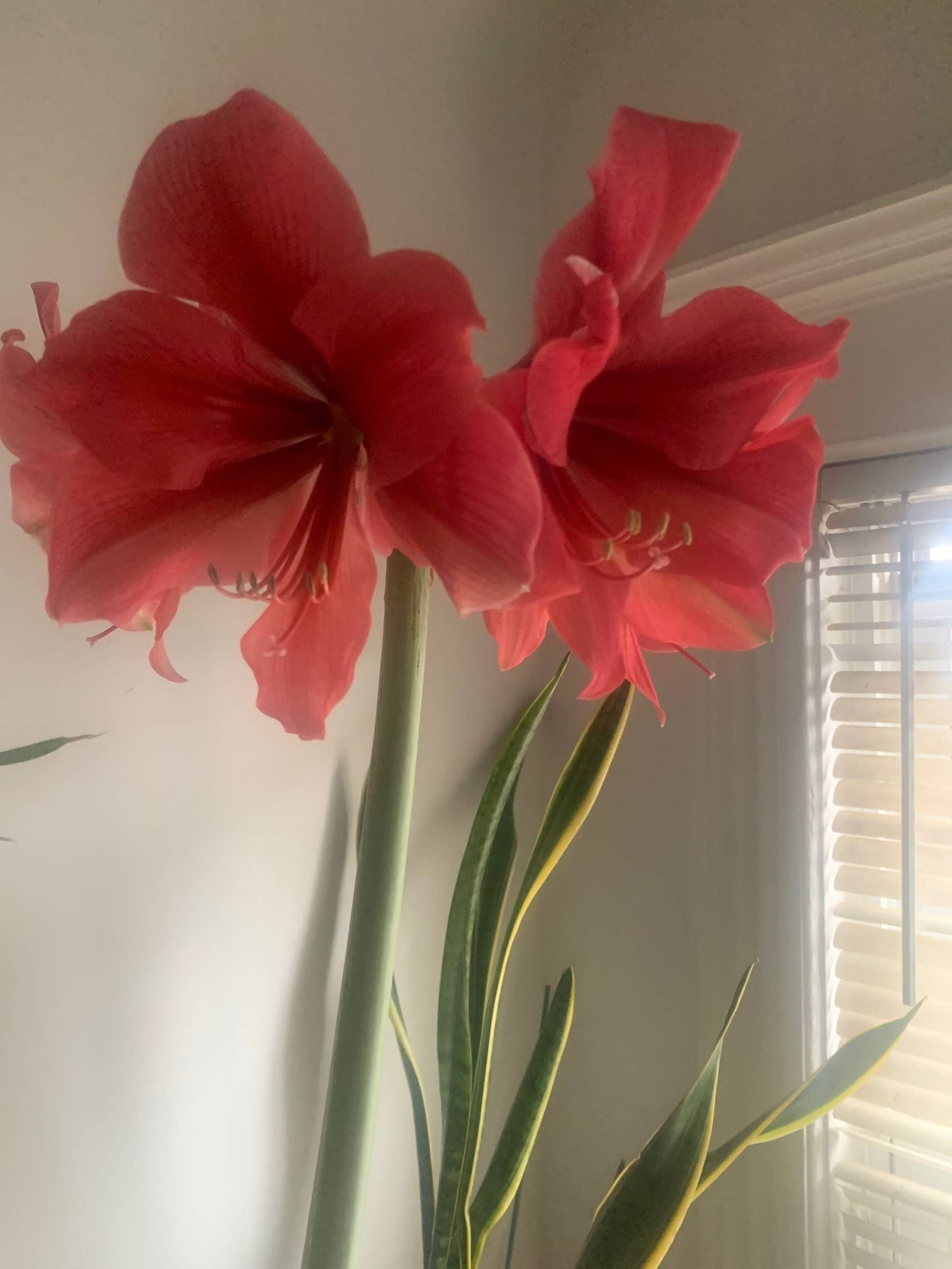 UniqueMartandHome – wholesale Live plant – Amaryllis Plant Bulbs Red or White with Stripe3