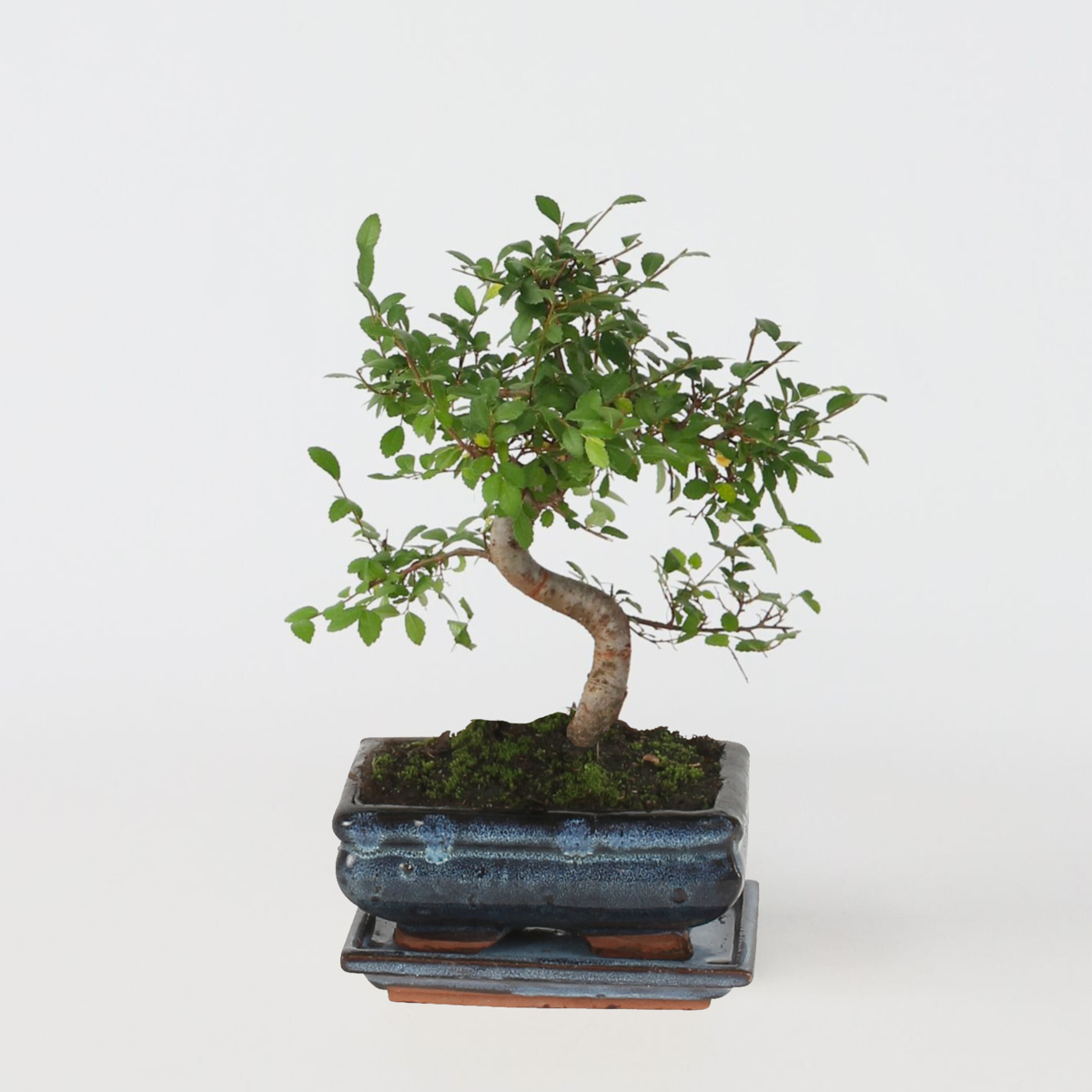 Oasis of Life - Venta al por mayor Plantas naturales - Árbol bonsái – Zelkova Serrata – Altura 20–30 cm – Ø20 cm – Olmo japonés con elegante forma en S – Bonsái de interior auténtico en maceta de cerámica – Fácil de cuidar y decorativo0