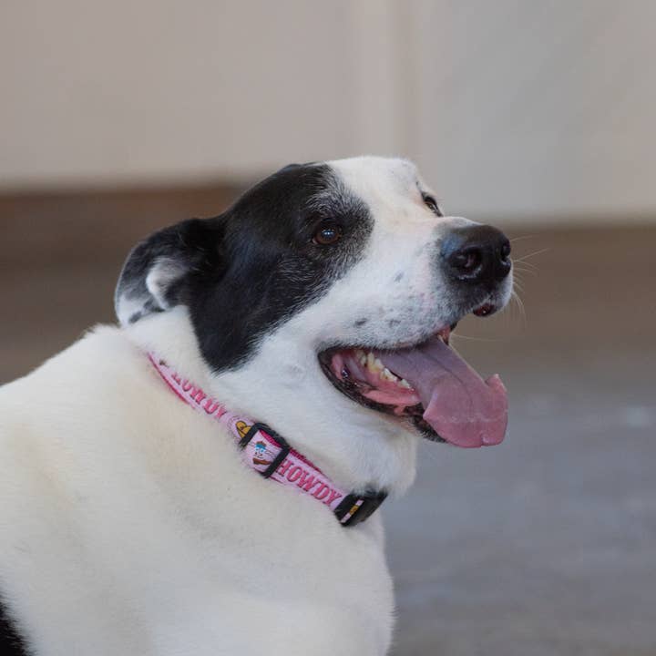 Up Country, Inc. - Wholesale Pet Collar - Dog - Howdy Dog Collar2