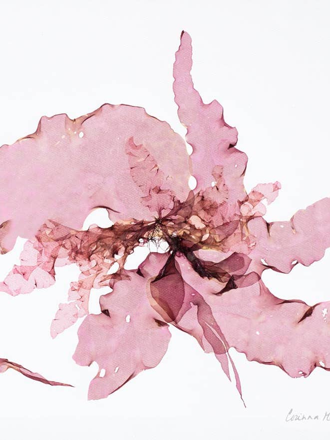 Seaweed Art Cartes de voeux 5x7 #23 pour la vente par Seaweed Artist